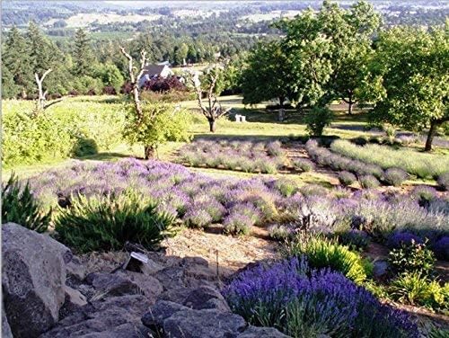 Victoria's Lavender Microwavable Neck Heating Pad – Extra Long Aromatherapy Wrap for Men & Women, Buds of Lavender Neck Wrap with Flax Seeds, Heated Neck Wrap, Relaxing Spa Gift Set Idea, Made in USA
