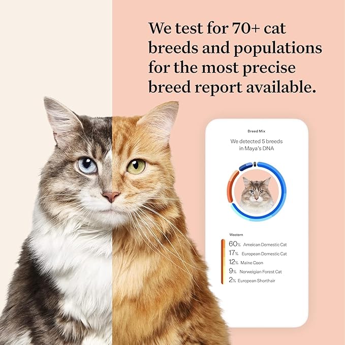 Wisdom Panel Complete: Comprehensive Cat DNA Test kit for 45 Health Genetic Health Conditions, 70+ Breeds and populations, 25+ Traits, Blood Type - Pack of 1