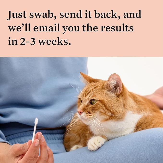 Wisdom Panel Complete: Comprehensive Cat DNA Test kit for 45 Health Genetic Health Conditions, 70+ Breeds and populations, 25+ Traits, Blood Type - Pack of 1