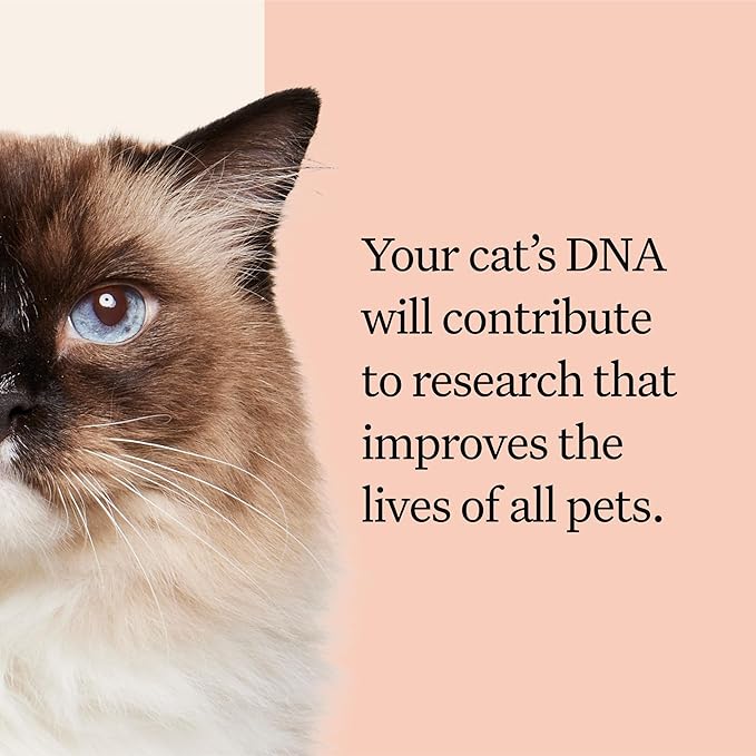 Wisdom Panel Complete: Comprehensive Cat DNA Test kit for 45 Health Genetic Health Conditions, 70+ Breeds and populations, 25+ Traits, Blood Type - Pack of 2