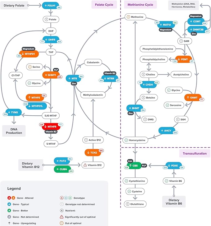 Genetic Methylation Test Kit | Methylation Pathway Including MTHFR, COMT, MTR, MTRR, CBS, BHMT Gene Variants | Personalized Recommendations to Optimize Methylation
