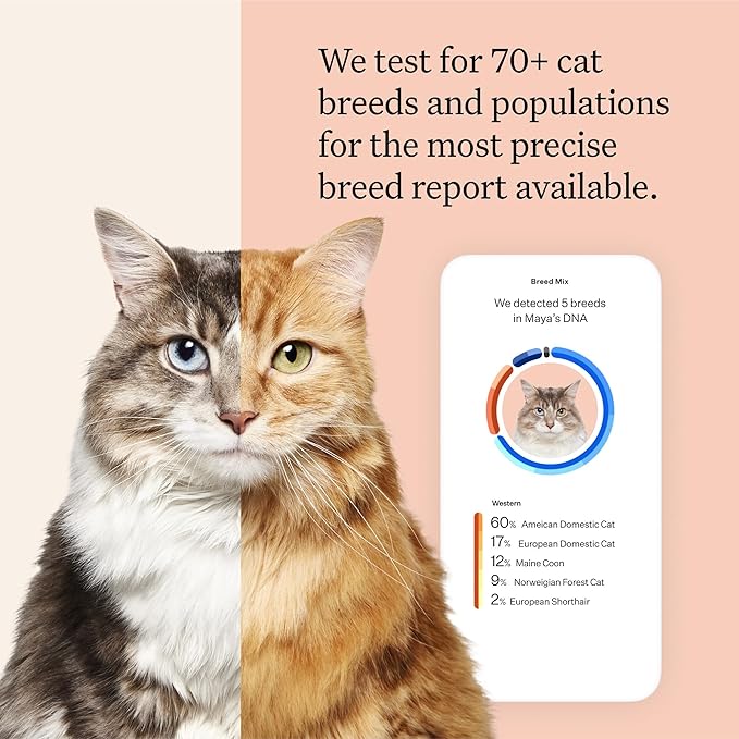 Wisdom Panel Complete: Comprehensive Cat DNA Test kit for 45 Health Genetic Health Conditions, 70+ Breeds and populations, 25+ Traits, Blood Type - Pack of 2