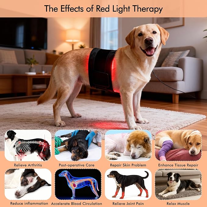 31.5 x11.8in Red Light Therapy for Dogs Mat with 240 LEDs, Dog Red Light Therapy Pad, 5-Stage Brightness,10Hz/40Hz Pulsed Modes for Joint & Muscle Comfort, Portable Pet Red Light Therapy for Home Use